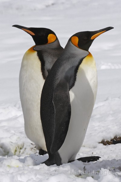 IMG_3274c.jpg - King Penguin (Aptenodytes patagonicus)